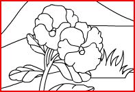 Fiori da Colorare e Stampare